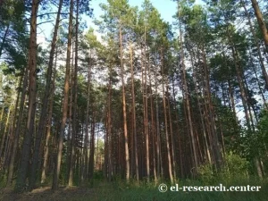 Захист лісів